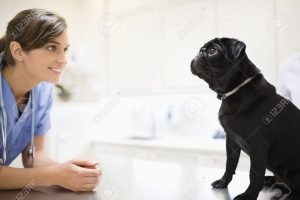 GuruVet