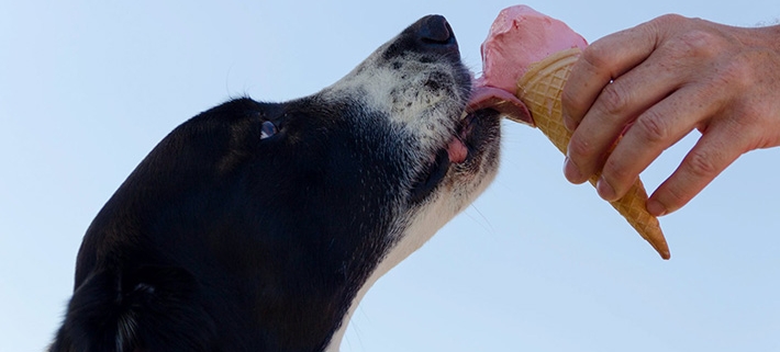Obesidade nos Animais de Estimação