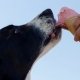 Obesidade nos Animais de Estimação