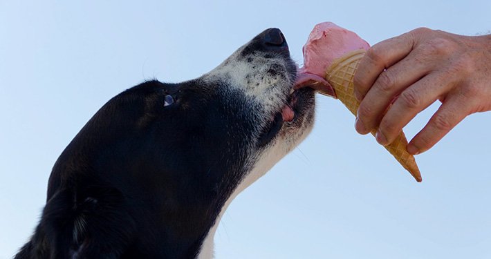Obesidade nos Animais de Estimação